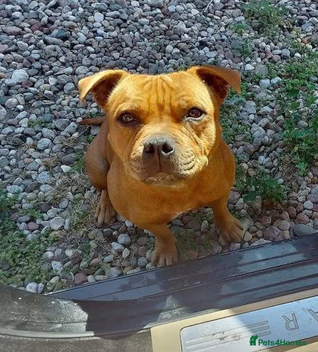 Staffordshire Bull Terrier dogs for sale: Top Quality KC Reg Red Staffordshire Bull Terrier in Manchester - Advert 2