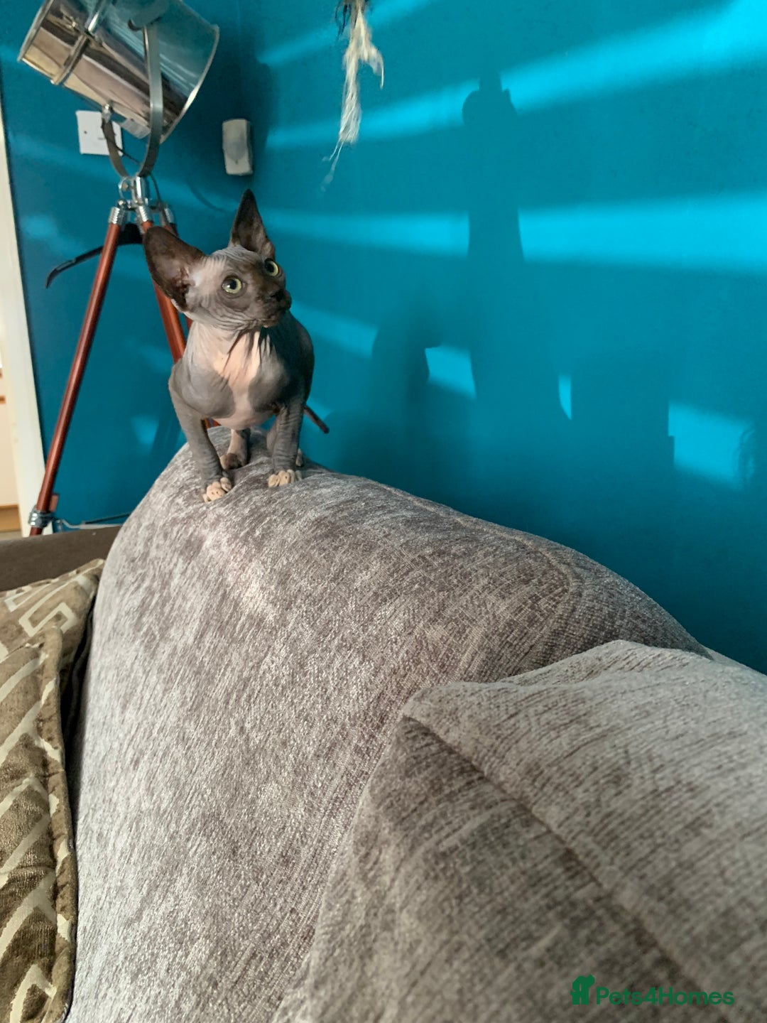 Sphynx cats for sale: Hairless kittens sphinx/bambino - Image 4