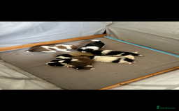 Mixed Breed dogs for sale: 6 beautiful Shih Tzu/Pomerianian puppies !  - Image 20