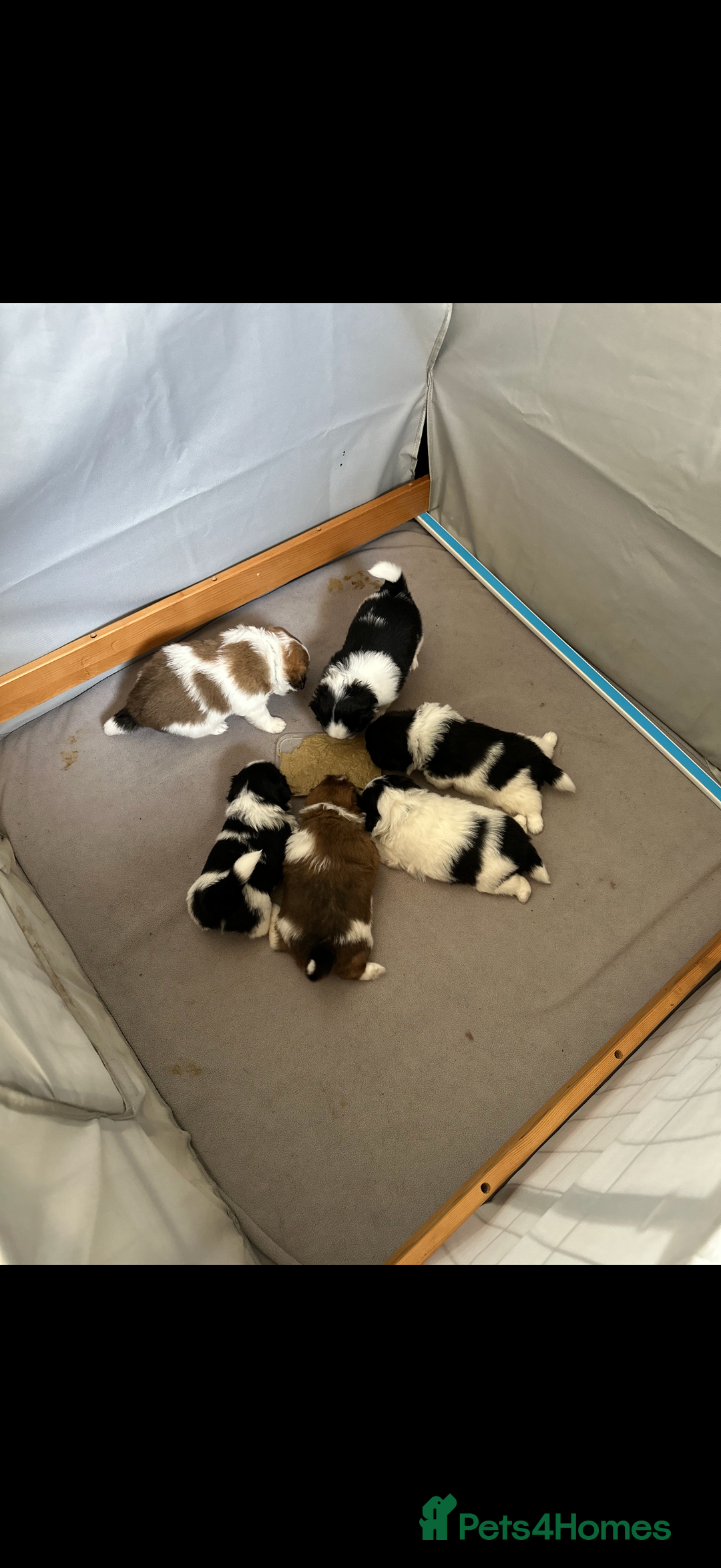 Mixed Breed dogs for sale: 6 beautiful Shih Tzu/Pomerianian puppies !  - Image 20