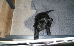 Labrador Retriever dogs for sale: Labrador puppies -1 black girl & 3 black boys left - Image 23
