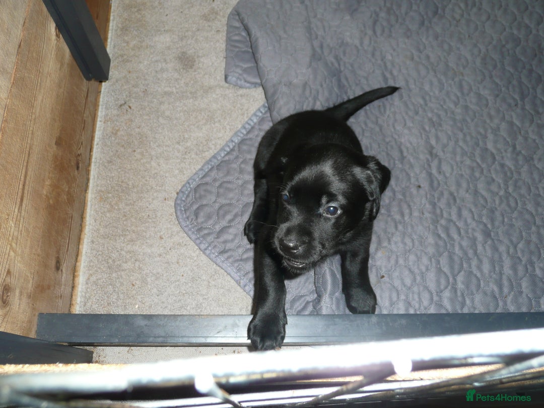 Labrador Retriever dogs for sale: Labrador puppies -1 black girl & 3 black boys left - Image 23