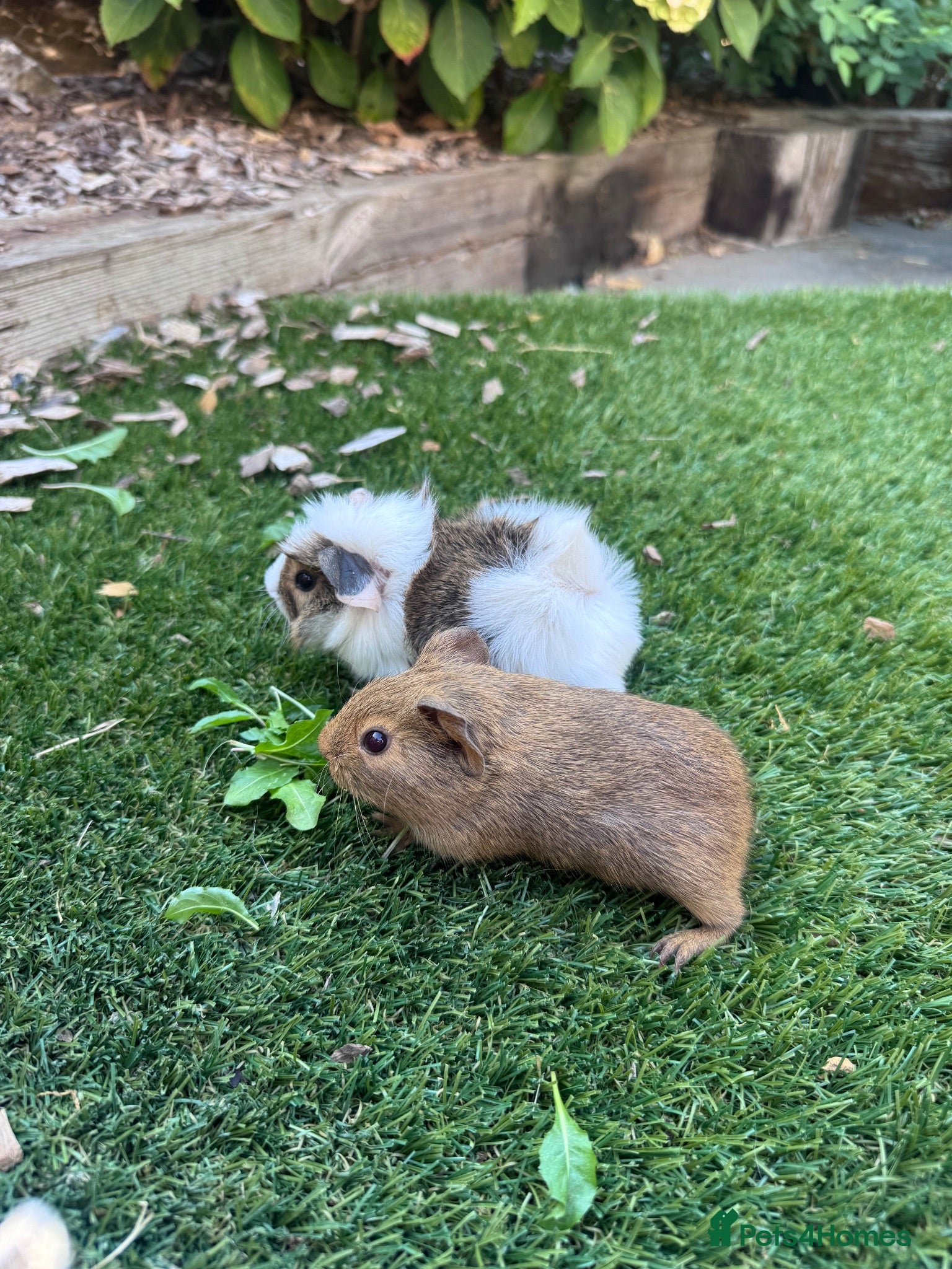 Guinea Pig rodents Baby sows - Advert 2