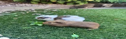 Guinea Pig rodents for sale: Baby sows - Advert 1