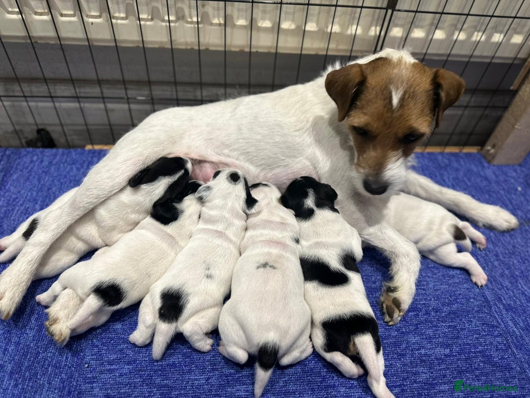 Parson Russell dogs for sale: KC registered Parsons Terriers - Advert 1