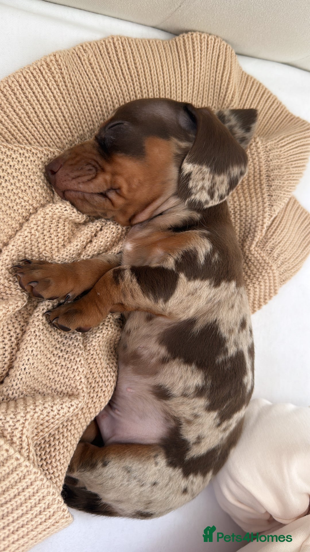 Miniature Dachshund dogs for sale: Male dapple miniature Dachshund  - Advert 3