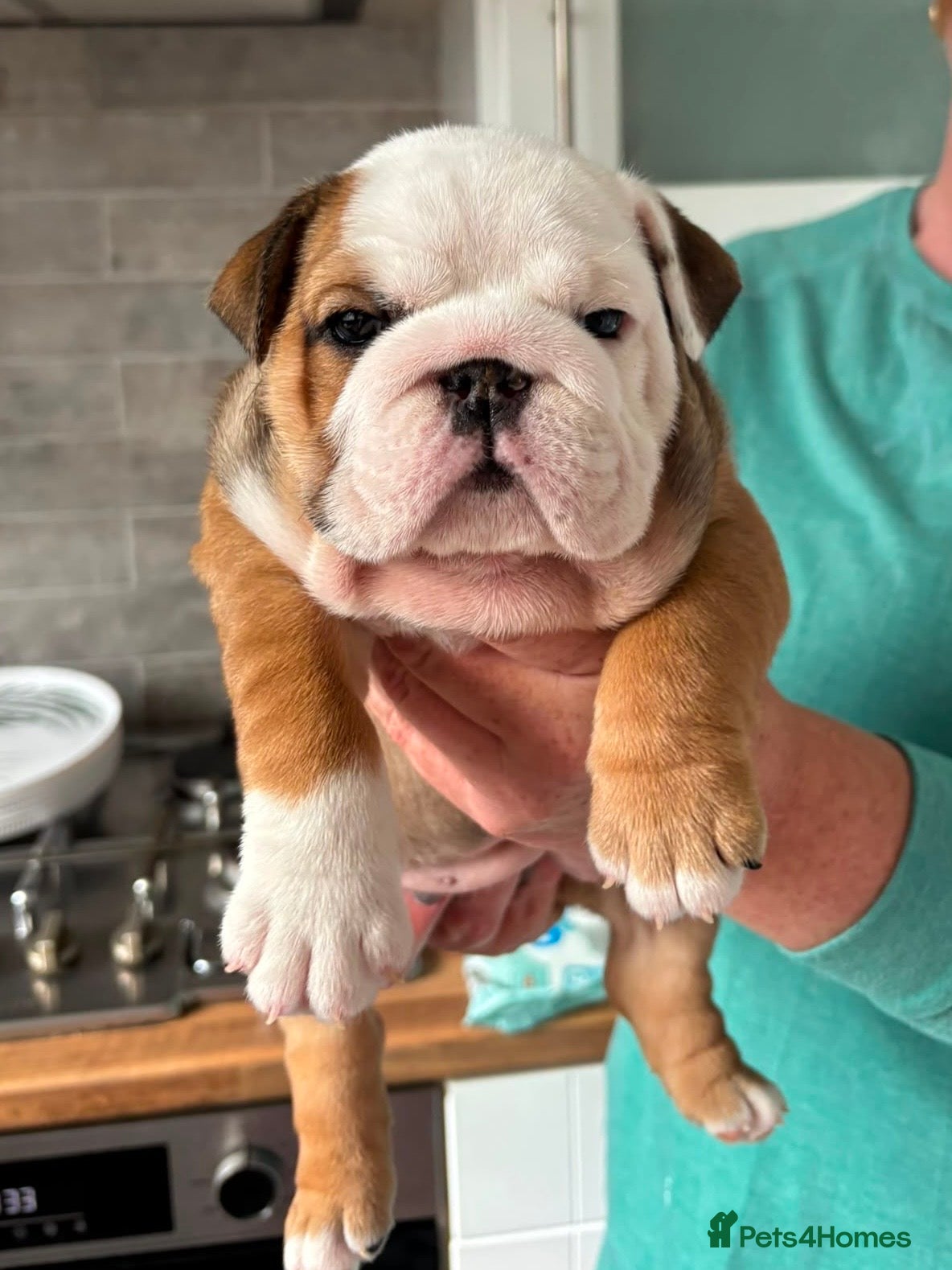 English Bulldog dogs Champion Sired KC Bulldog Puppies - Advert 1