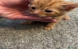 Mixed Breed cats for sale: Mixed breed Boys - Image 11