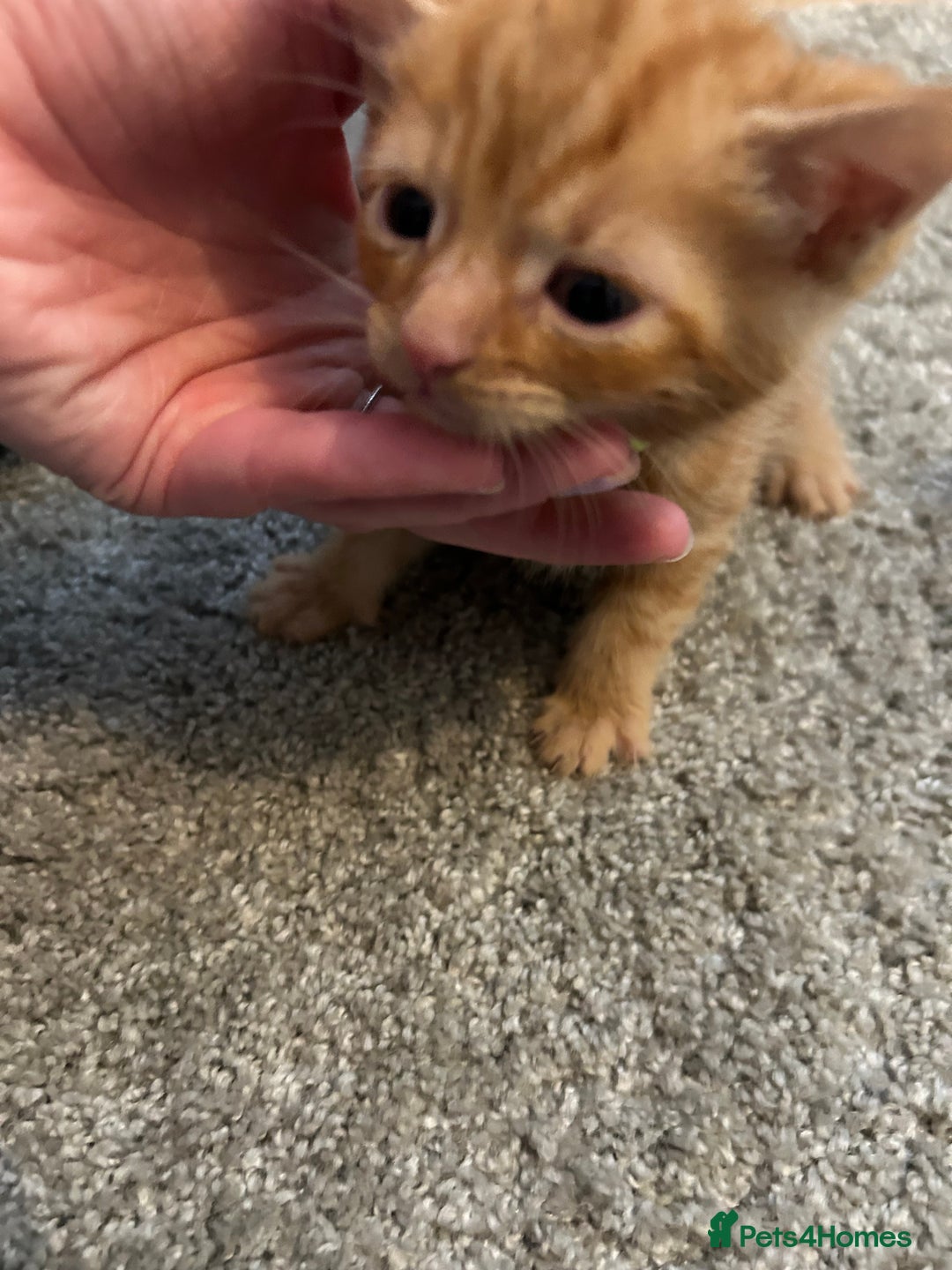 Mixed Breed cats for sale: Mixed breed Boys - Image 11