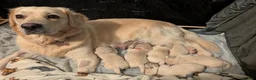 Golden Retriever dogs for sale: Golden retriever puppies for sale in Auchterarder - Advert 1