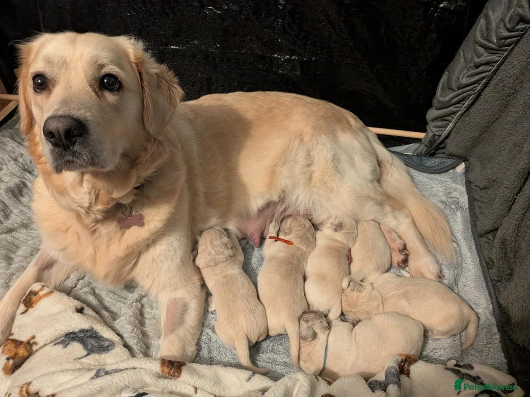 Golden Retriever dogs for sale: Golden retriever puppies for sale in Auchterarder - Advert 1