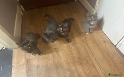 Maine Coon cats for sale: 5 beautiful maine coones  - Image 17