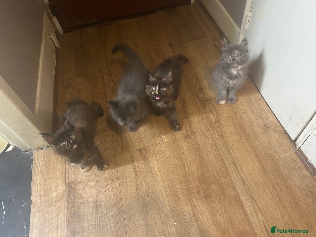 Maine Coon cats for sale: 5 beautiful maine coones  - Image 17