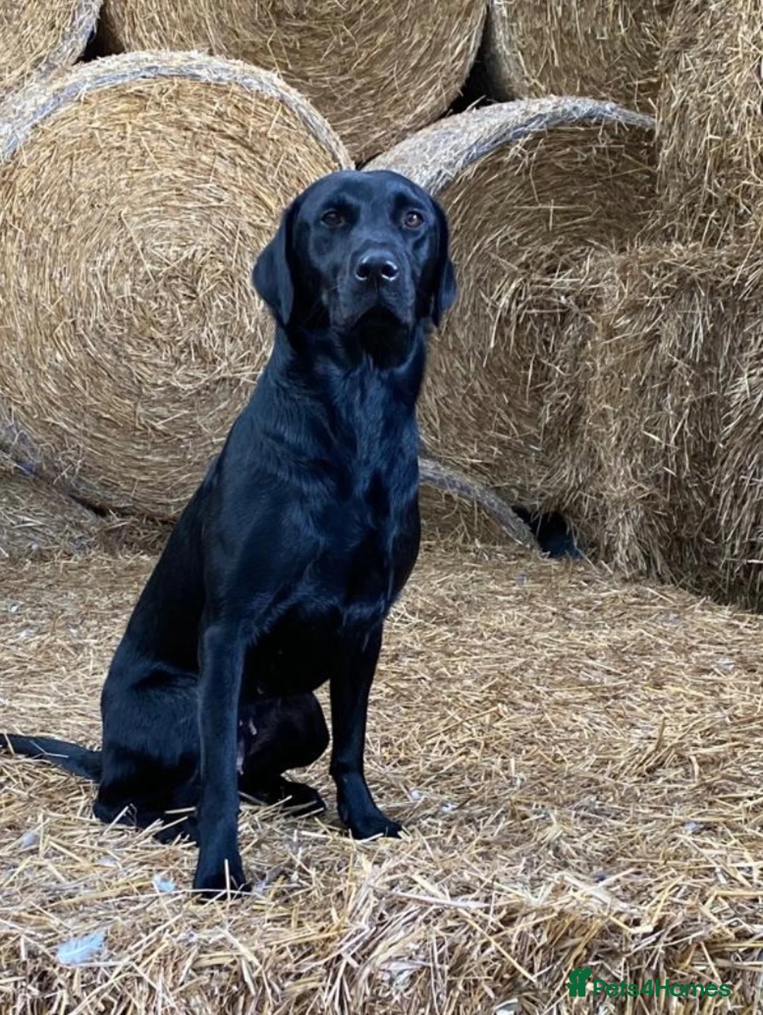 Labrador Retriever dogs for sale: Labrador Retreiver pups  in Bishop Auckland - Advert 1