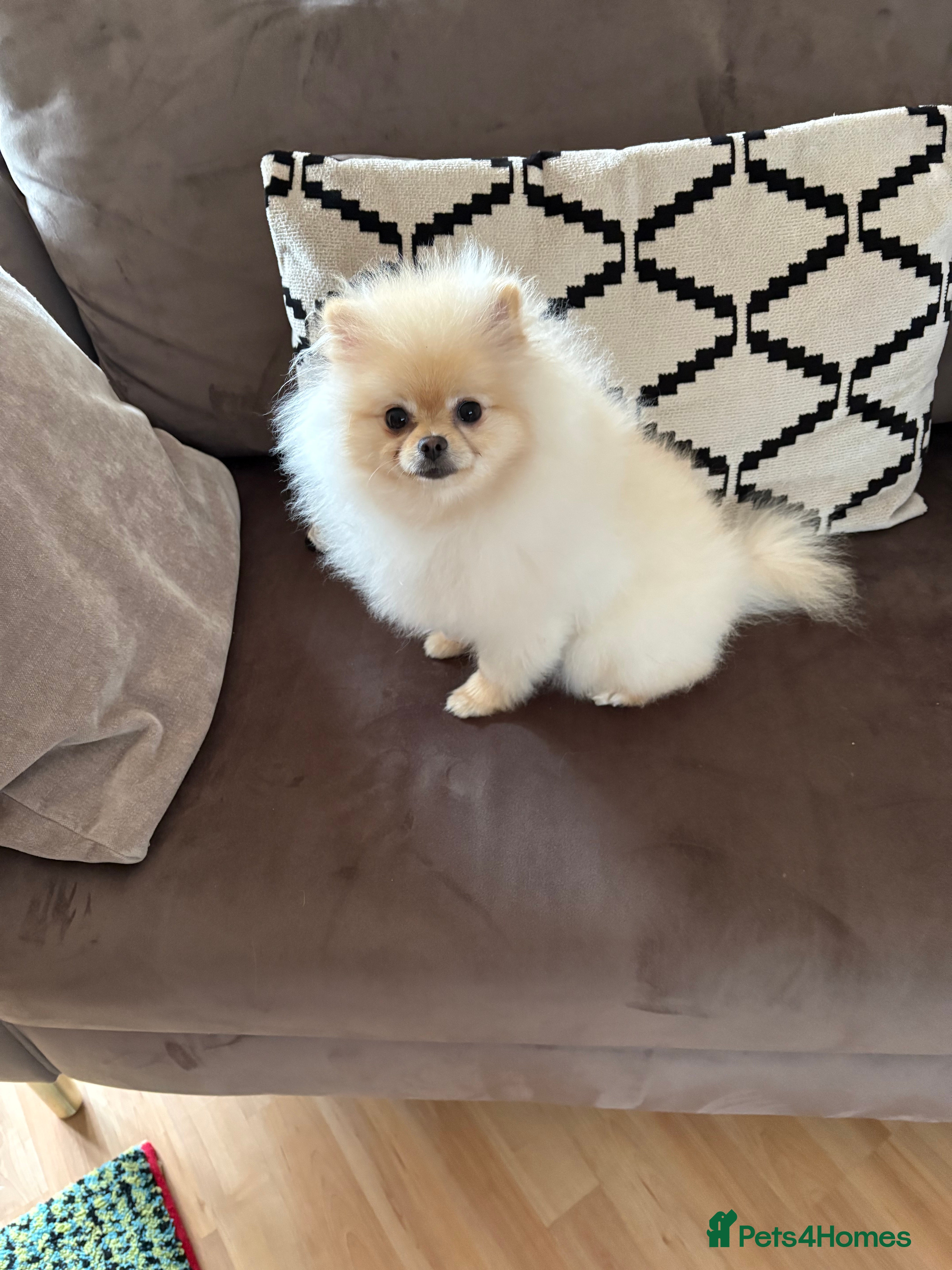 Pomeranian dogs Russian Pomeranian - Advert 2