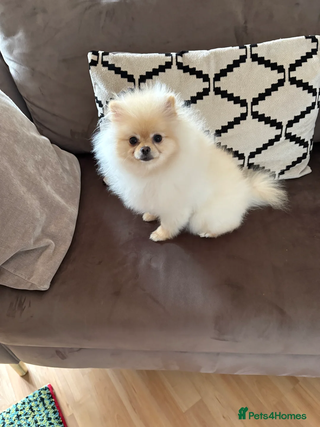 Pomeranian dogs for sale: Russian Pomeranian - Advert 2