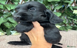 Cocker Spaniel dogs for sale: Last beautiful boy ! import line show cockers - Image 18