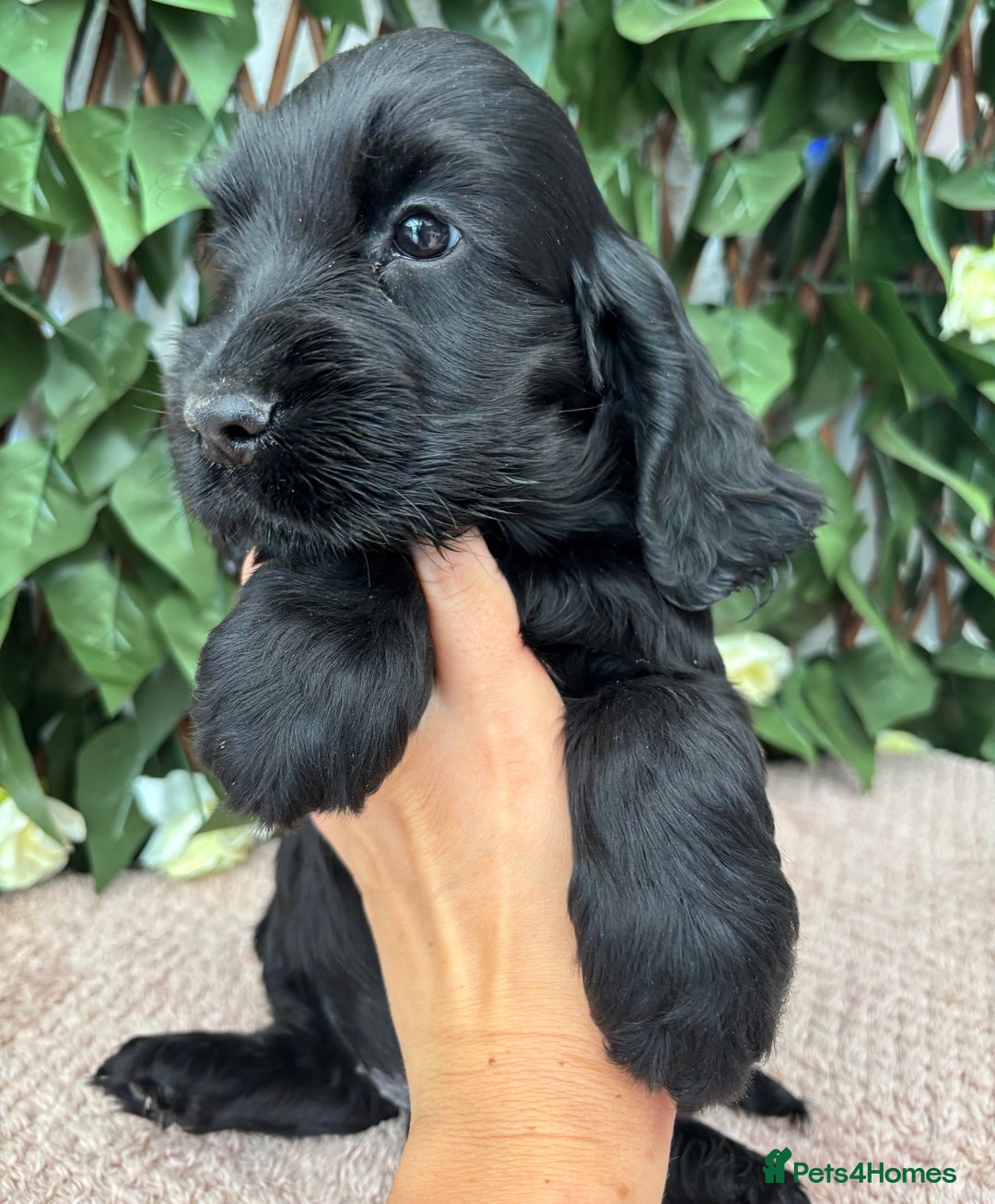 Cocker Spaniel dogs for sale: Last beautiful boy ! import line show cockers - Image 18