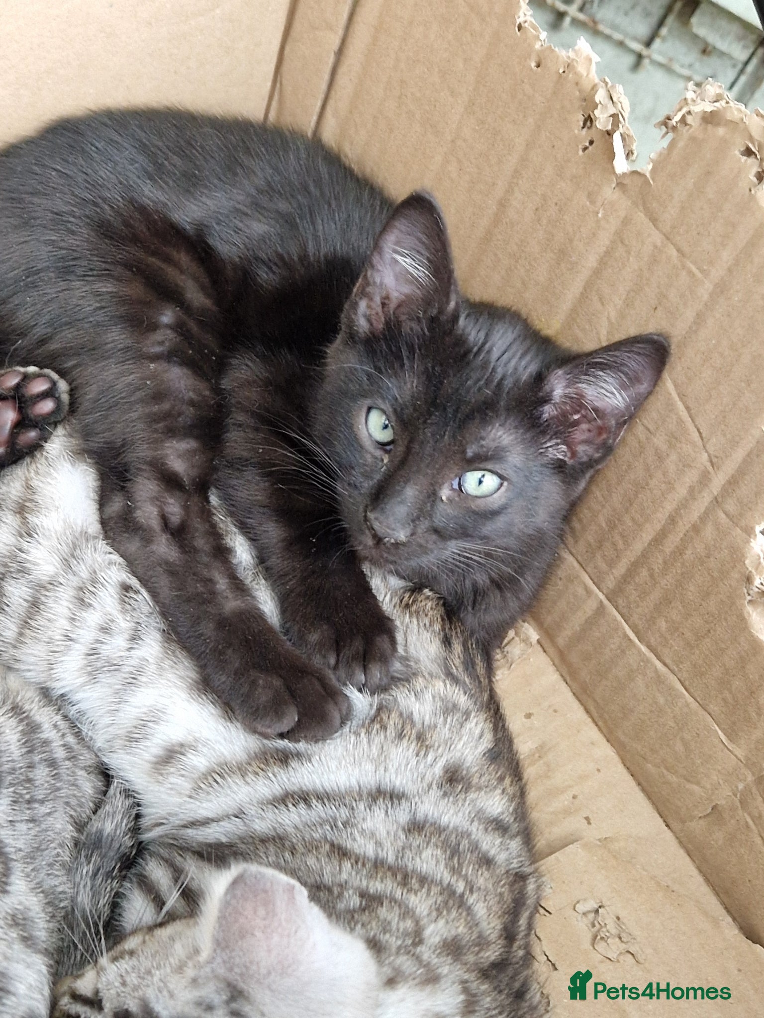 Mixed Breed cats for sale: 7/8ths Bengal, 1/8th Siamese kittens  - Advert 4