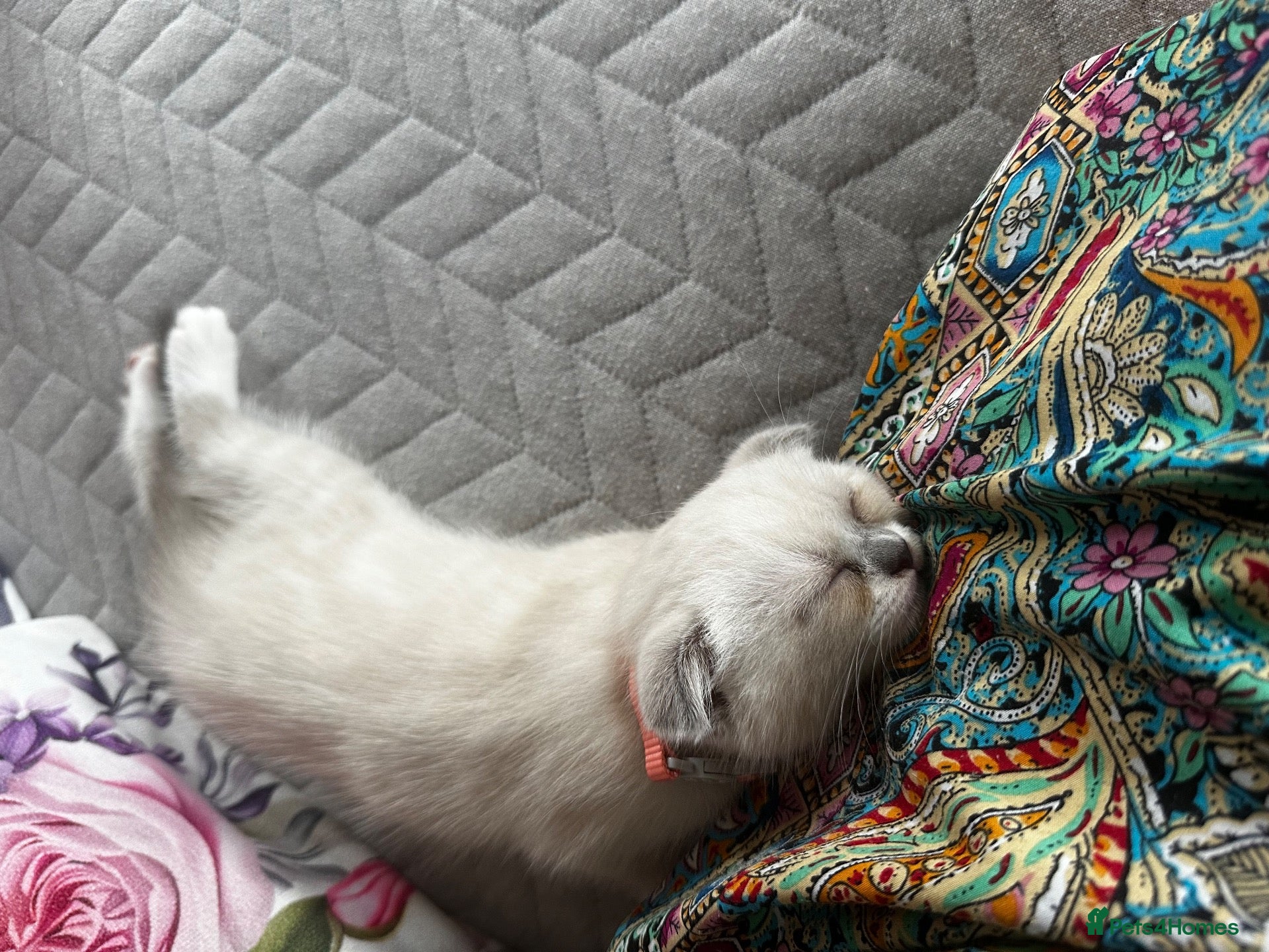 Scottish Fold cats Scottish fold and British shorthair kittens - Advert 1