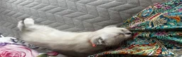 Scottish Fold cats for sale: Scottish fold and British shorthair kittens in Slough - Advert 1