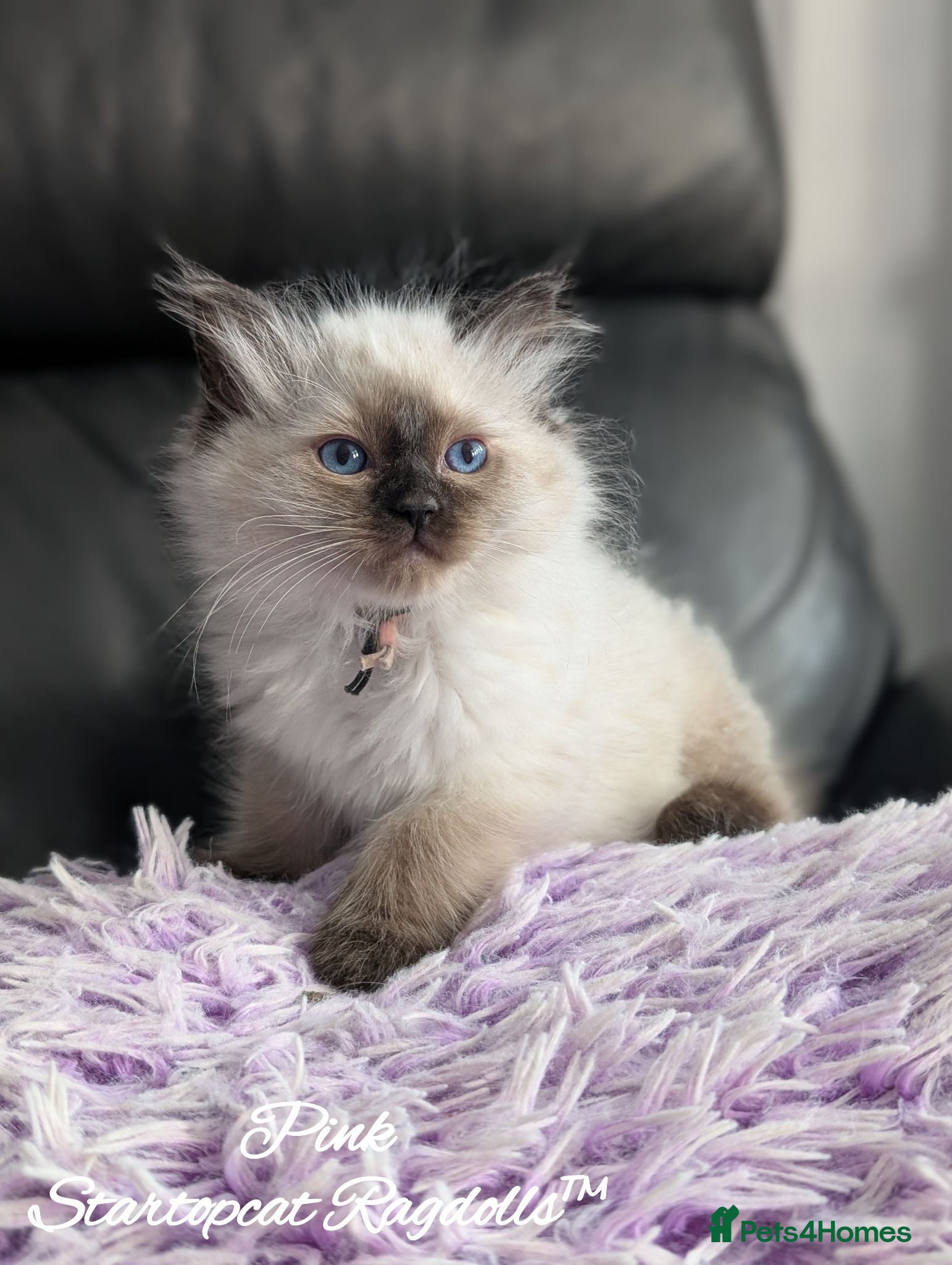 Ragdoll cats Stunning GCCF REG PEDIGREE RAGDOLLS - Advert 2