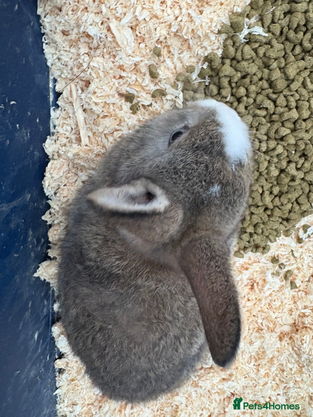 Mixed Breed rabbits for sale: Mixed breed rabbits ready now - Advert 8