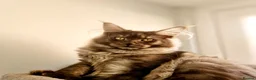 Maine Coon cats for sale: Maine coon  - Advert 8