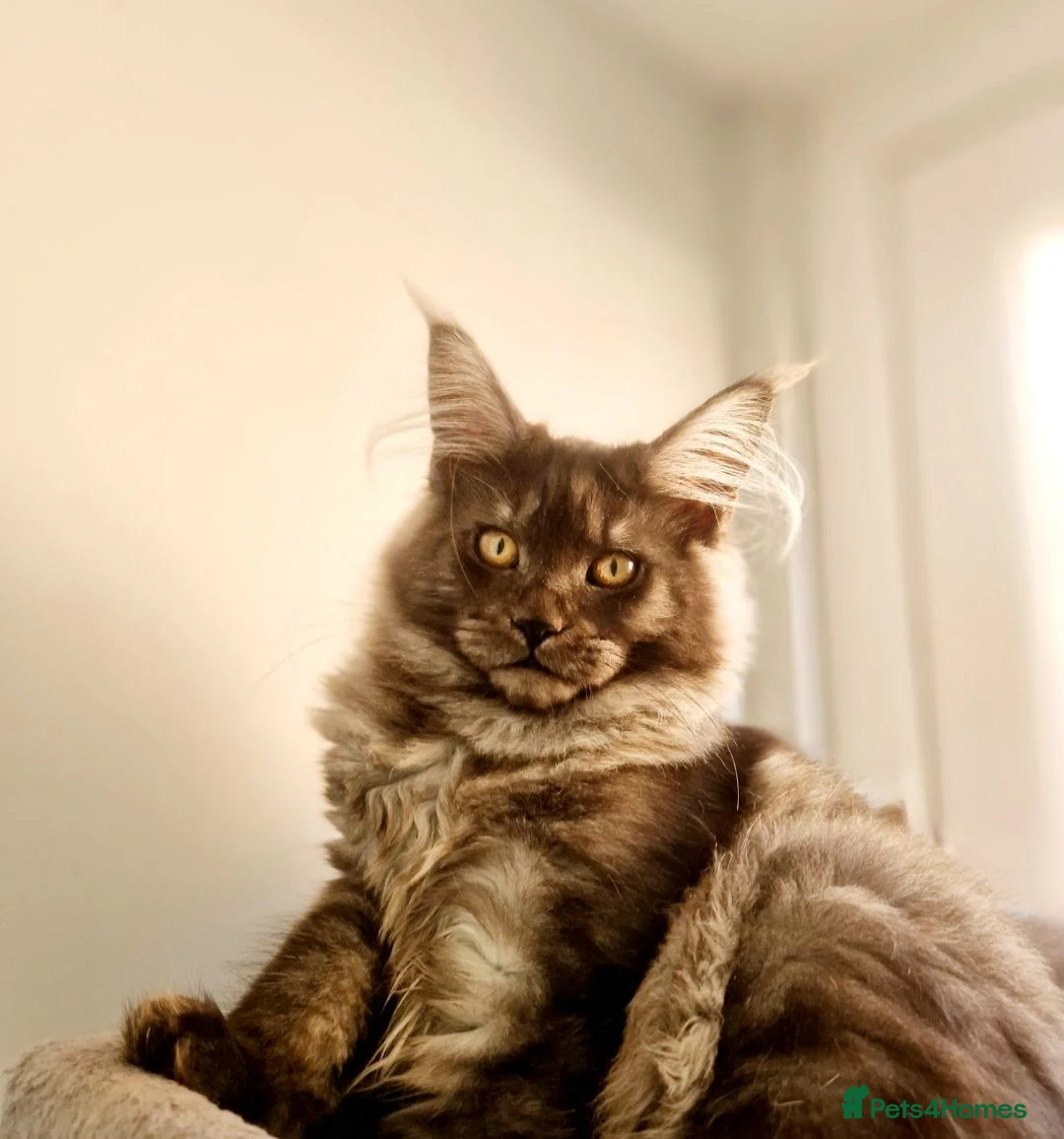 Maine Coon cats for sale: Maine coon  - Advert 8