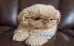 Shih Tzu dogs for sale: 6 Snow White Shih Tzu Pups.  - Image 5