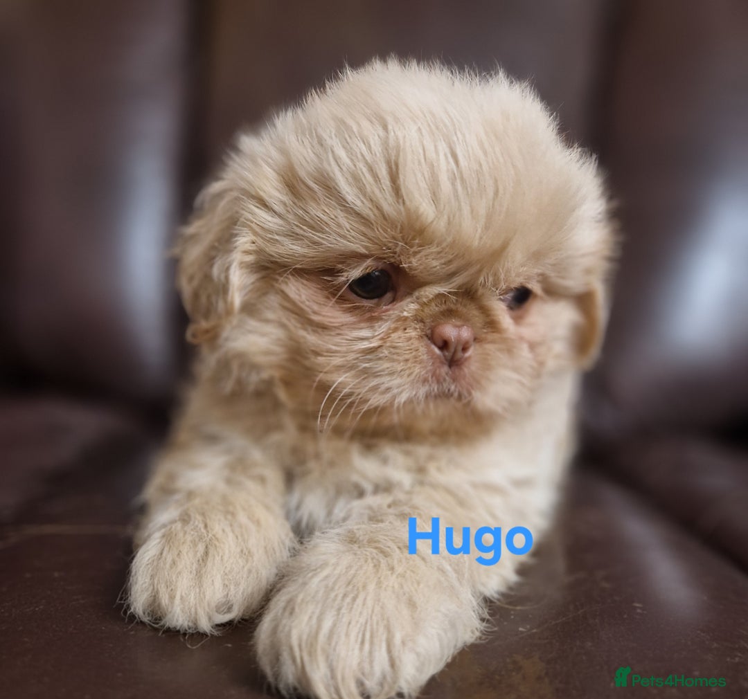 Shih Tzu dogs for sale: 6 Snow White Shih Tzu Pups.  - Image 5