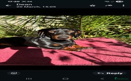 Dachshund dogs for stud: Stunning dachshund available for stud - Image 6