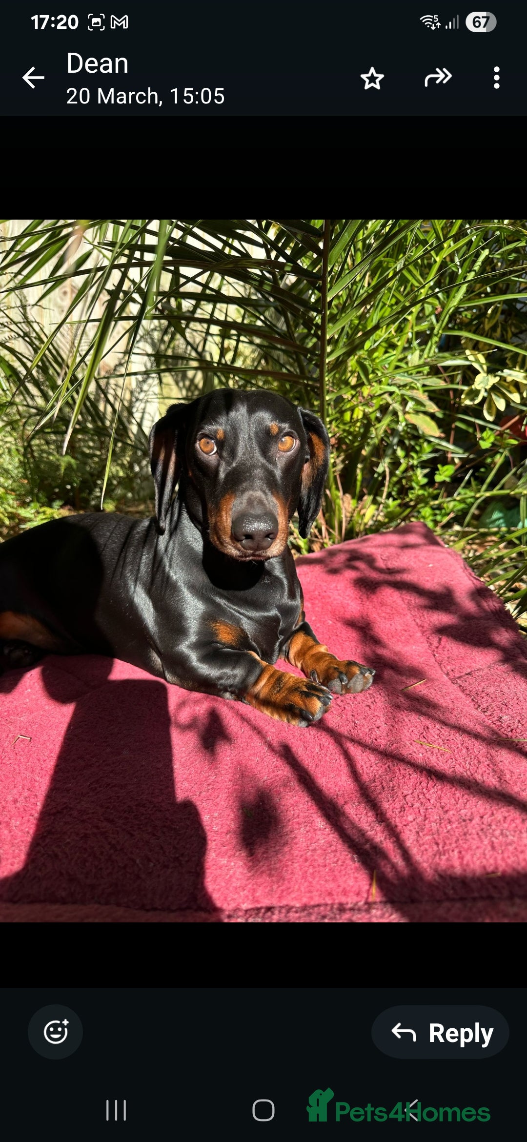 Dachshund dogs for stud: Stunning dachshund available for stud - Image 6