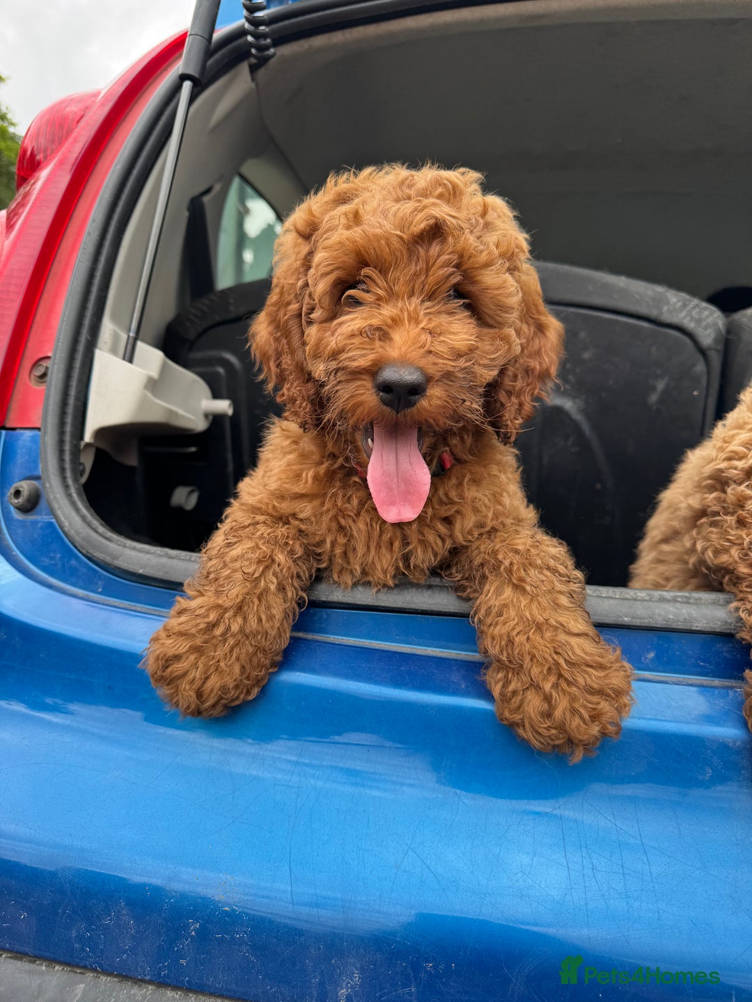 Cockapoo dogs for sale: Cockapoo pups ready now - Image 1