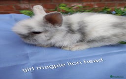 Mini Lop rabbits for sale: Lionhead, mini lop and baby mini lop in Selby - Image 5