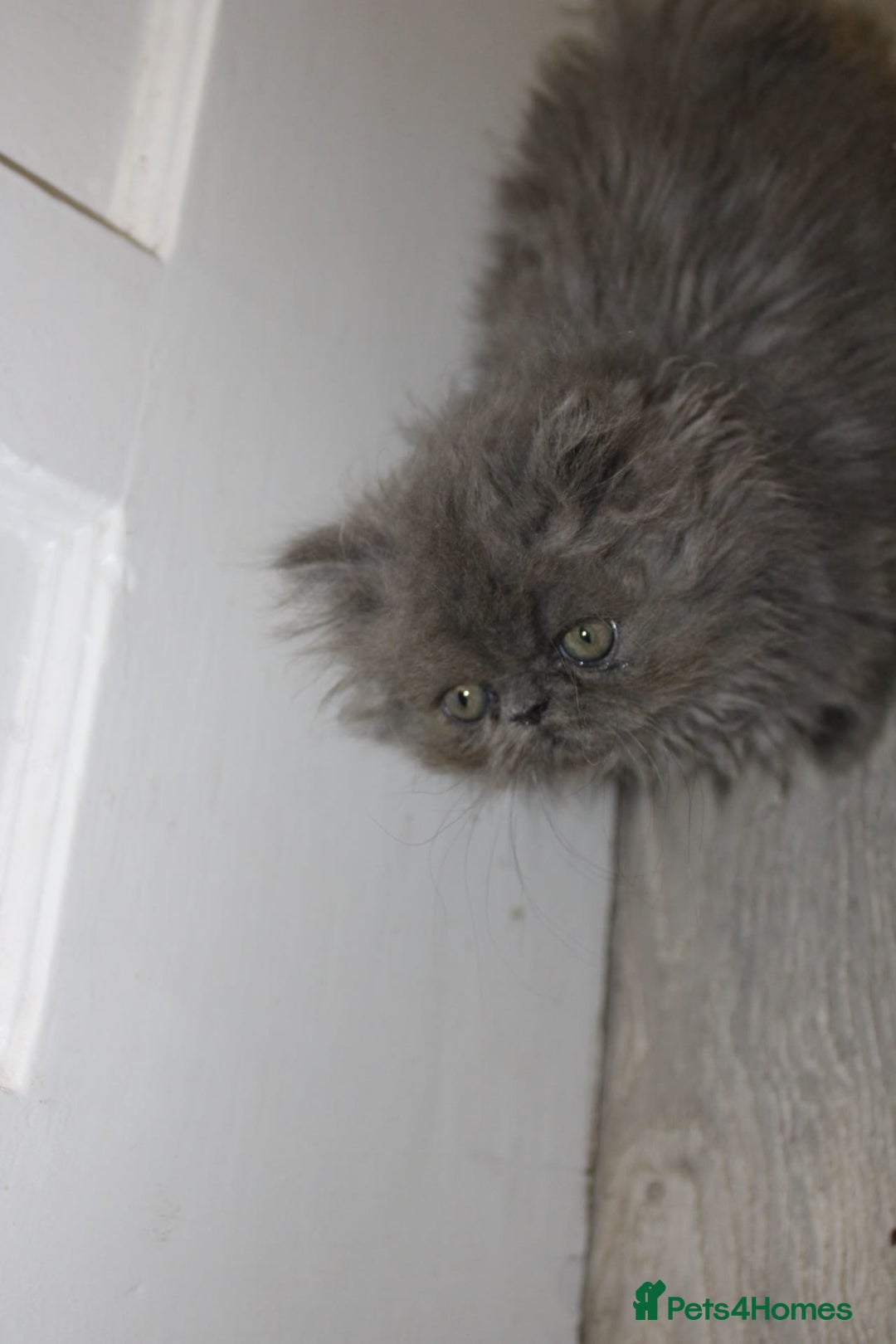Persian cats for sale: Beautiful Female Kittens Ready for Loving Homes - Advert 20