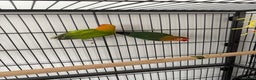 Lovebirds birds for sale: Lovebirds Young Bonded Pair 🦜  - Advert 3