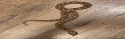Snake reptiles for sale: Female western hognose  - Advert 4