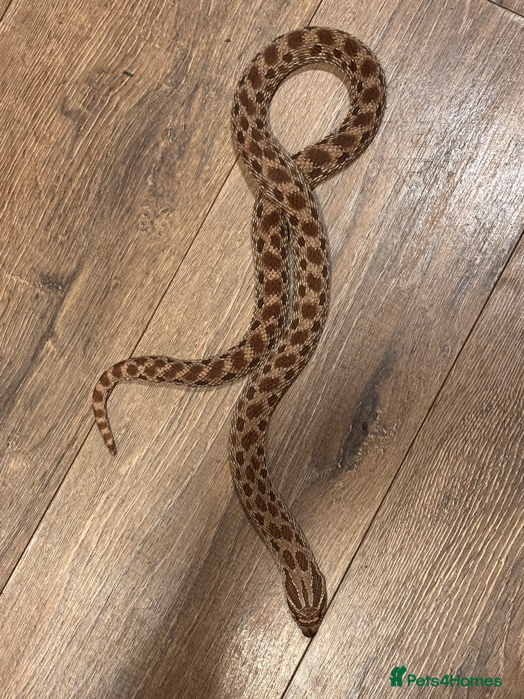 Snake reptiles for sale: Female western hognose  - Advert 4