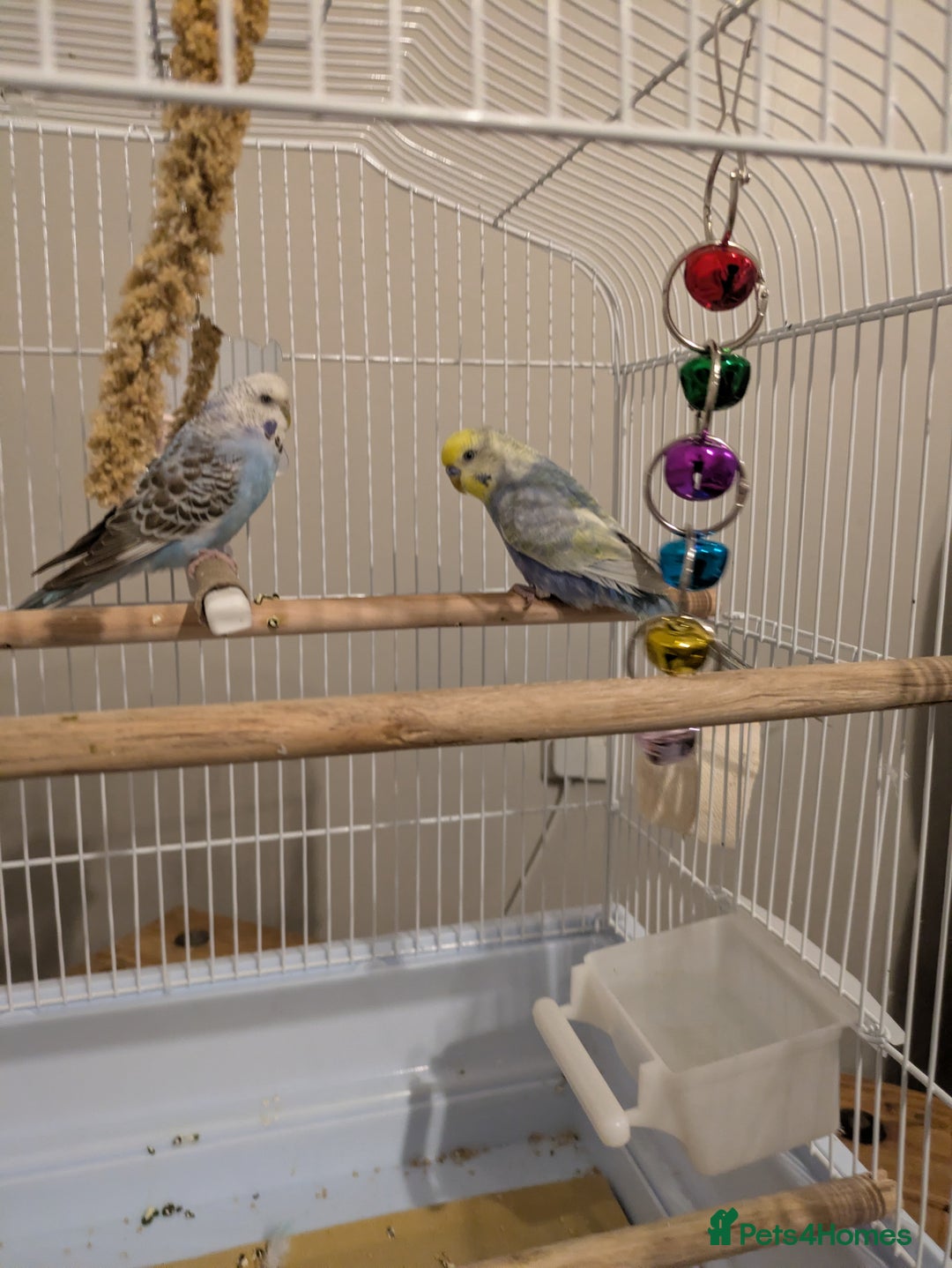 Budgerigars birds for sale: Budgies for sale - Image 2