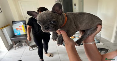French Bulldog dogs - Advert 3