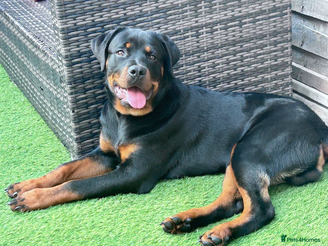 Rottweiler dogs for sale: Rottweiler puppy for sale (8mths) - Image 4