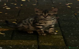 Persian cats for sale: The cat need new home who can look after them  - Image 4
