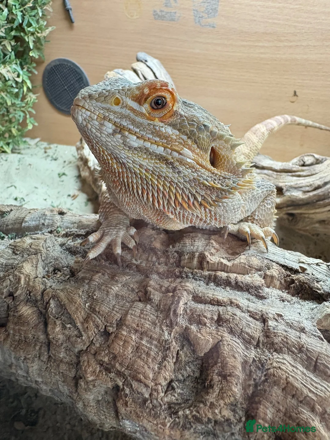 Bearded Dragon reptiles for sale: Female Bearded Dragon in Birkenhead - Advert 2