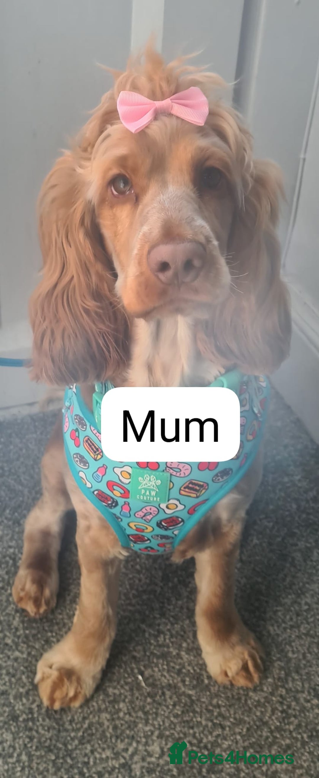 Cocker Spaniel dogs for sale: 🐾pedigree Show cocker spaniel🐾 - Image 7