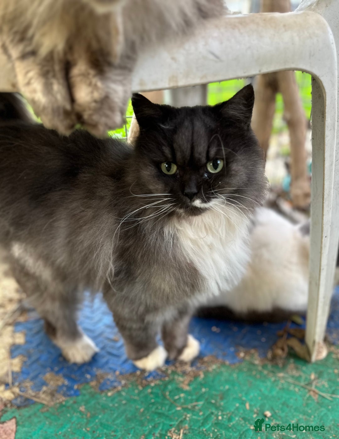 Mixed Breed cats for sale: Chinchilla cross British short haired  - Image 2