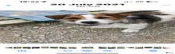 Jack Russell dogs for sale: 4 lovley jack russell boys - Advert 3