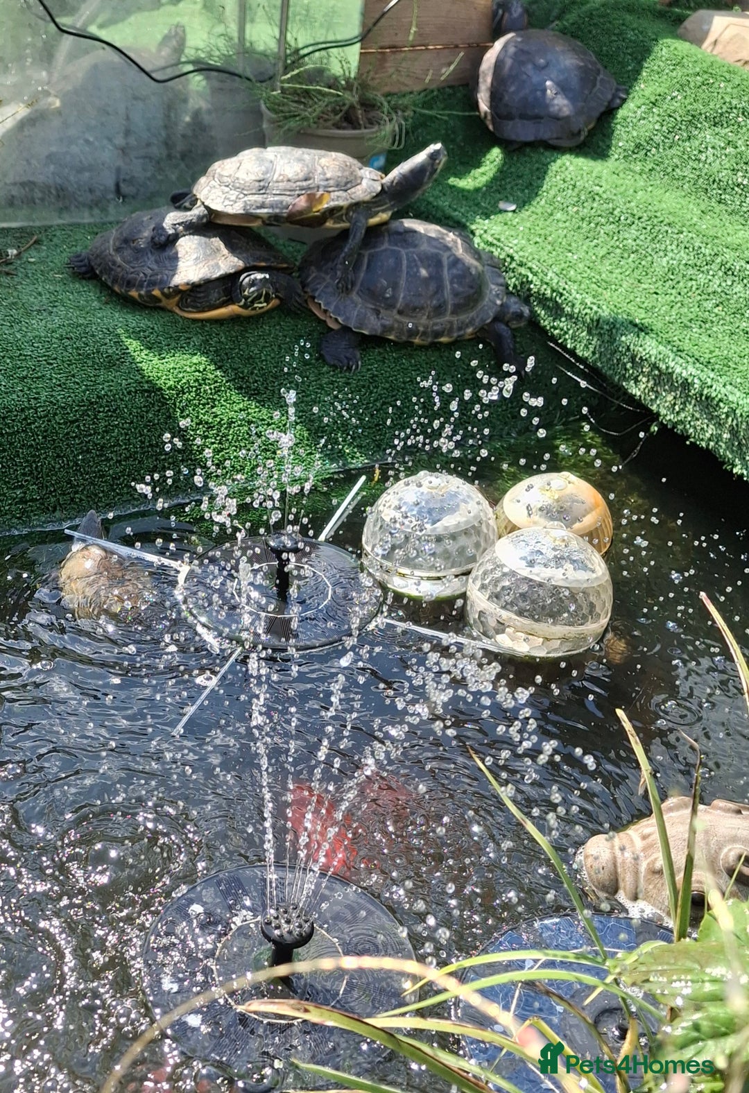 Terrapin reptiles for sale: Terrapin and turtle  rehoming  - Advert 4