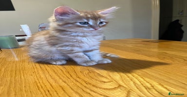 Mixed Breed cats - Advert 6