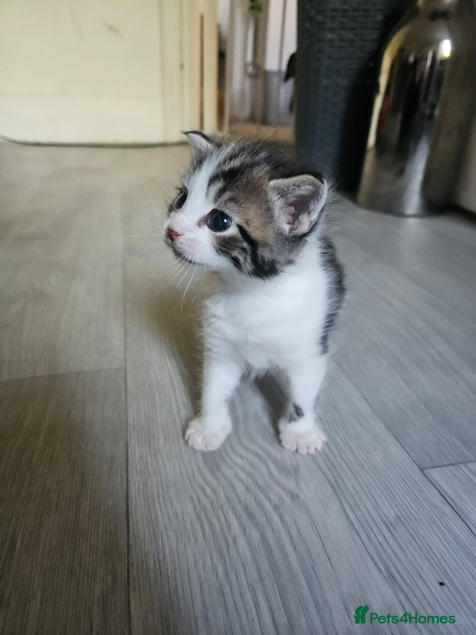 Maine Coon cats Maine coon mix kittens - Advert 5